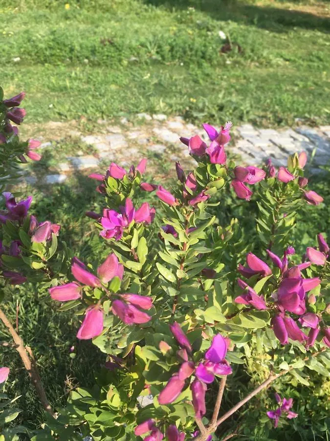 Urla Villanova